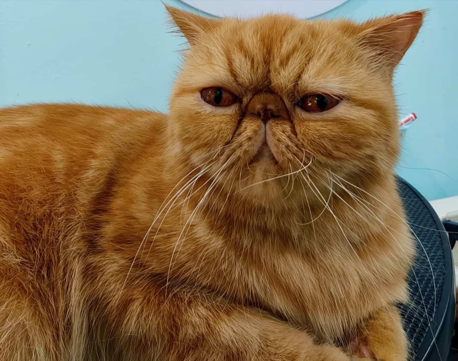 Ginger cat photographed by The Kitty Corner